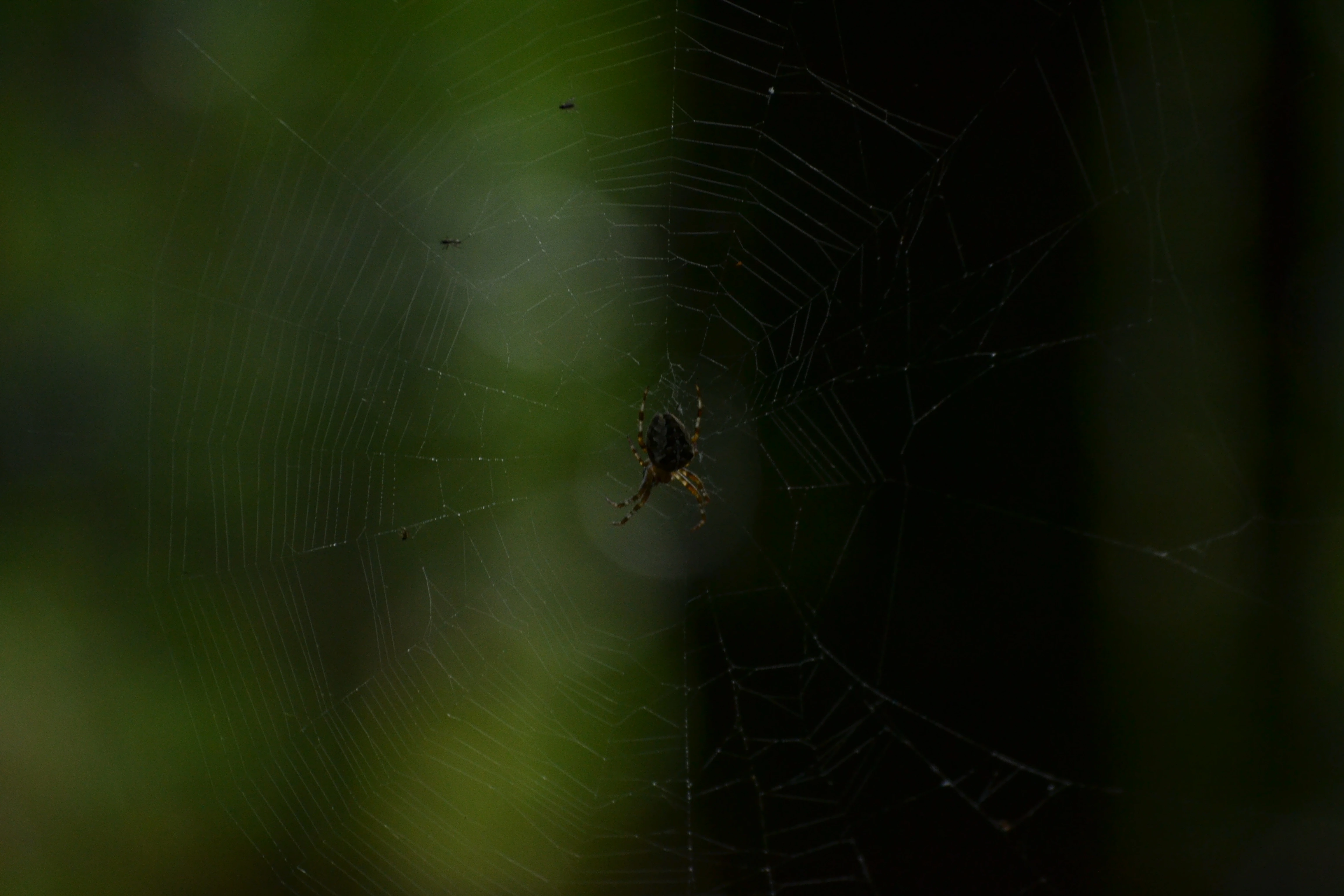 Photo toile d'airaignée